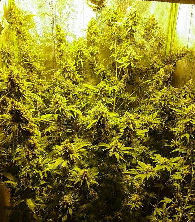 Семена сорта Kiss Dragon fem (Samsara Seeds)