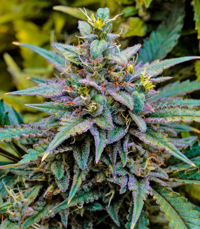 Семена сорта Miracle Alien Cookies fem (7CH American)