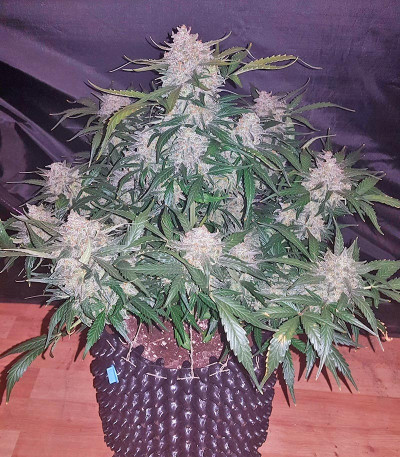 Сорт марихуаны King’s Kush Auto