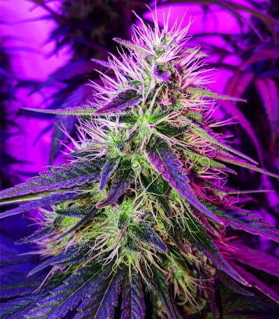 Семена сорта Royal Gorilla (Royal Queen Seeds)