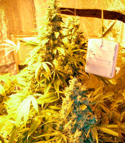 Семена сорта Chronic Haze fem (World of Seeds)