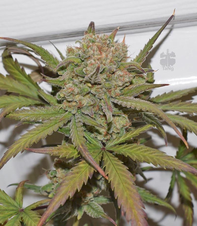 Семена сорта G14 auto fem (FastBuds)
