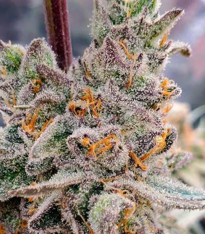 Семена сорта Lilac Cookies Bx2 reg (Ethos Genetics)