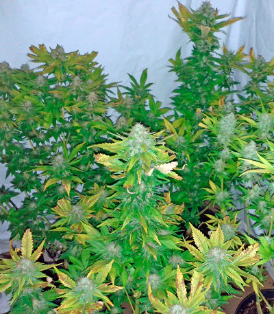 Семена сорта Pure Power Plant fem (Nirvana Seeds)