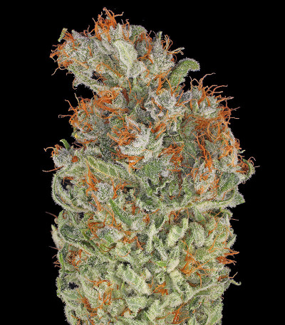 Семена сорта Serious Kush fem (Serious Seeds)