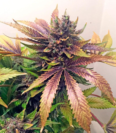 Семена сорта White Widow fem (Nirvana Seeds)