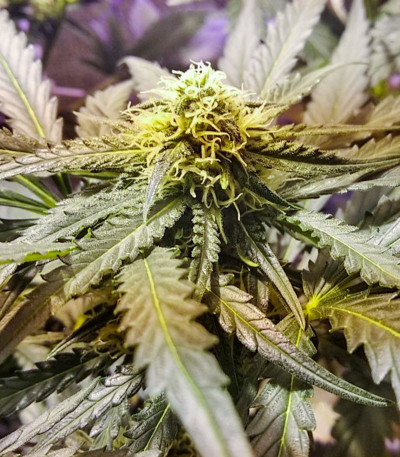 Семена сорта Amnesia Auto fem (Семяныч)