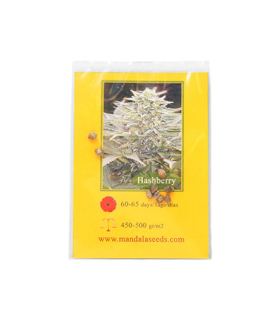 Семена сорта Hashberry reg (Mandala Seeds)