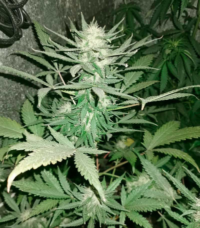 Семена сорта Auto Seemango fem (Victory Seeds)