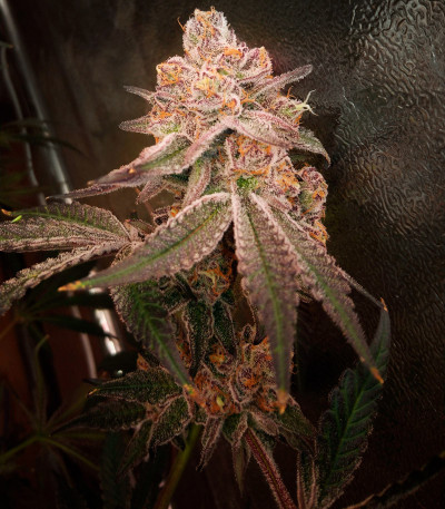 Семена сорта Mimosa Shot fem (Herbies Seeds)