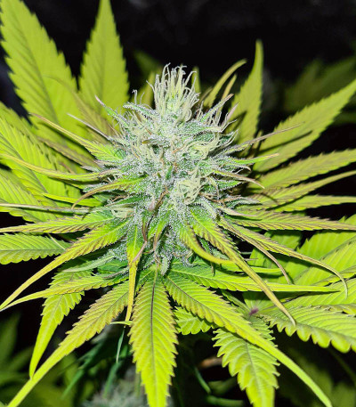 Семена сорта OG Kush fem (Victory Seeds)