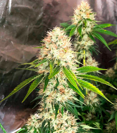 Семена сорта Za-Za OG fem (Herbies Seeds)