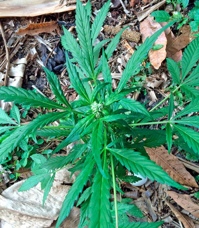 Семена сорта Colombian Gold fem (World of Seeds)