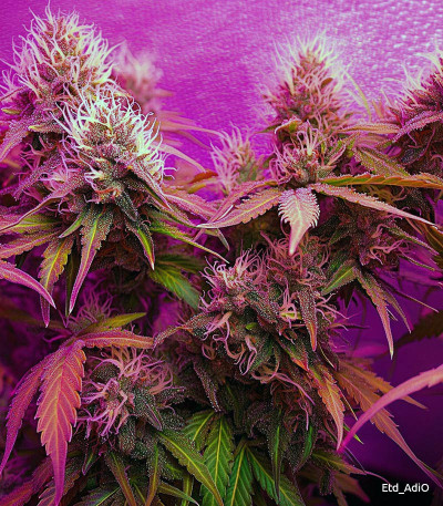 Семена сорта Dos-Vi-Dos Auto fem (Семяныч)