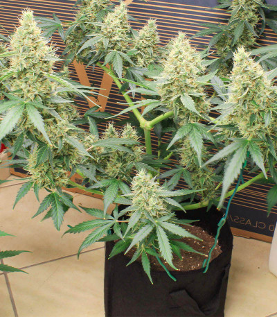 Семена сорта Mimosa Auto fem (Семяныч)