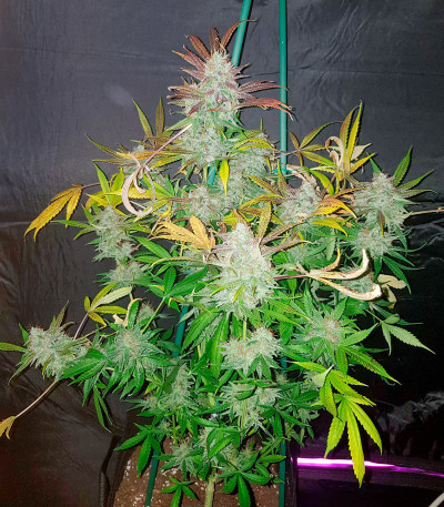 Семена сорта Auto Northern Lights XXL fem (00 Seeds)