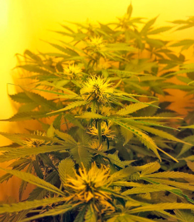 Семена сорта Northern Lights Auto fem (Green House Seeds)