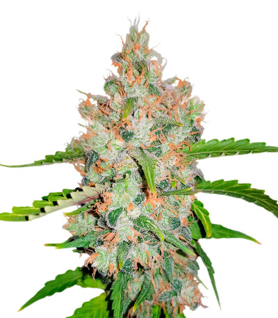 Семена сорта GG-48 fem (Nirvana Seeds)