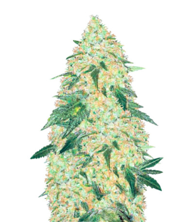 Семена сорта Super Extra Skunk fem (Victory Seeds)