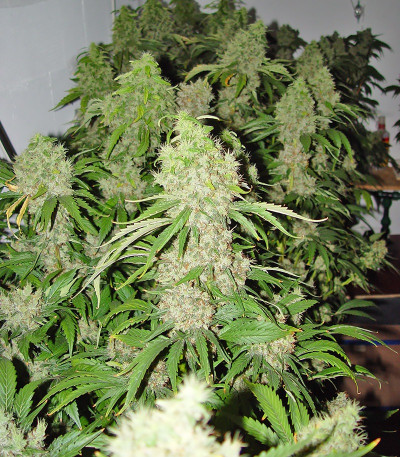 Семена сорта Bubble Gum fem (Serious Seeds)