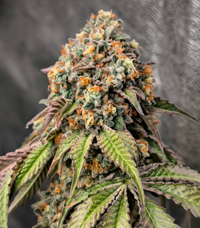 Семена сорта Polar Gelato Auto fem (Silent Seeds)