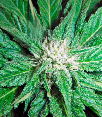 Семена сорта Roadrunner Autoflowering #2 fem