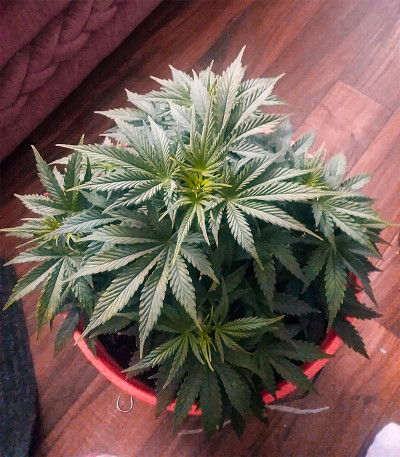 Семена сорта Scout Cookies auto fem (Семяныч)