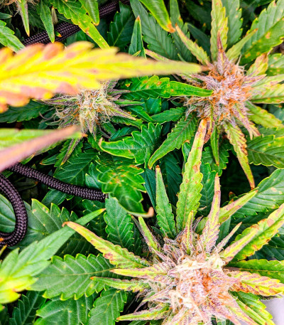 Семена конопли сорта Snow Star Auto