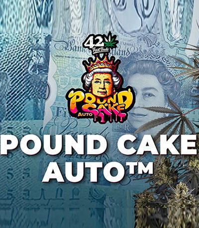 Семена сорта Pound Cake Auto fem (FastBuds)