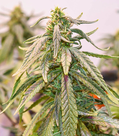 Семена сорта Watermelon Zkittlez Auto fem