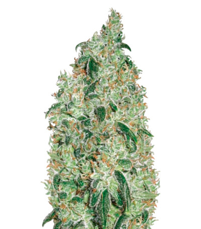 Семена сорта Green Wild Shark fem (Victory Seeds)