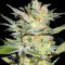 Семена сорта Timanfaya Auto fem (VIP seeds)
