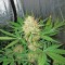 Семена сорта White Widow Automatic fem (Dinafem Seeds)