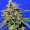 Семена сорта Crystal Candy fem (Sweet Seeds)