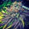 Семена сорта Master Kush reg (Nirvana Seeds)