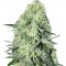Семена сорта SexBud fem (Female Seeds)