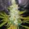 Семена сорта Monster Girl Scout Cookies fem (Monster Genetics)