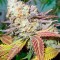 Семена сорта Lucid Bolt fem (Paradise Seeds)