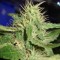 Семена сорта White Rhino fem (Green House Seeds)