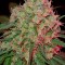 Семена сорта Green Mango Kush fem (Sumo Seeds)