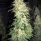 Семена сорта Gorilla Glue #4 fem (Original Sensible Seeds)