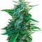 Семена сорта Sugar Black Rose Early Version fem (Delicious Seeds)