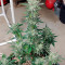 Семена сорта Purple Punch Auto fem (FastBuds)