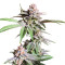 Семена сорта Dozy Breath fem (AlphaFem Seeds)