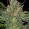 Семена сорта Serious Kush fem (Serious Seeds)