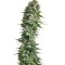 Семена сорта Fruit Spirit fem (Royal Queen Seeds)