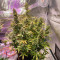 Семена сорта Afghan Kush Ryder Auto fem (World of Seeds)
