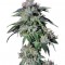 Семена сорта Pure Kush fem (Green House Seeds)