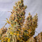 Семена конопли сорта Zoap от 7CH American