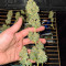 Семена сорта Biggest Bud fem (Victory Seeds)
